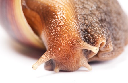 Snail isolated on white background.の写真素材