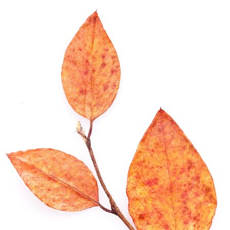 close-up photo of autumn leafの写真素材