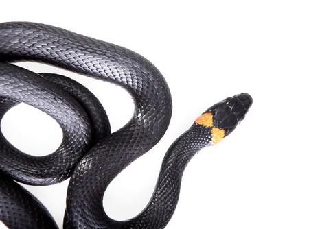 Snake isolated on white background.の写真素材
