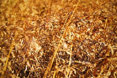 abstract nature backgroundの写真素材
