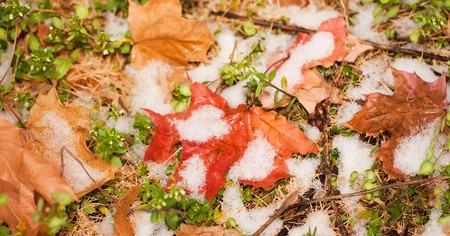 first snow on colorful autumn leavesの写真素材