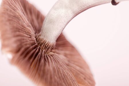 close-up of mushroomsの写真素材