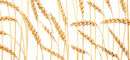 Golden wheat isolated on a white background.の写真素材