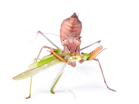 Mantis eats locust, isolated on white background.の写真素材