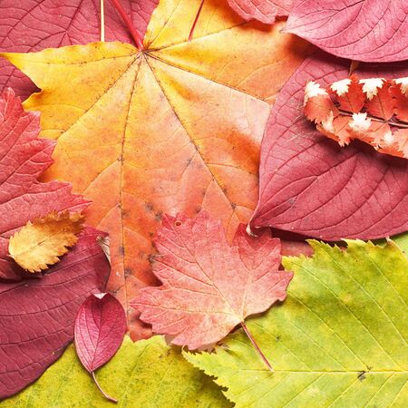 autumn leaves close up background の写真素材