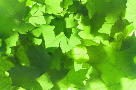 background of green leaves close-upの写真素材