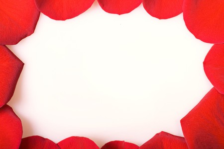 Red rose petals on white.の写真素材