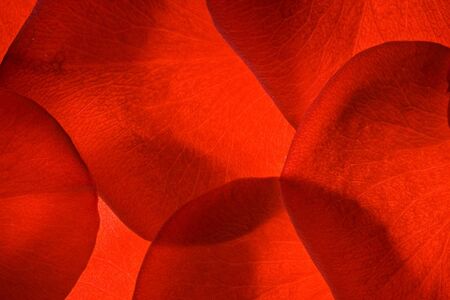 red rose petals closeup backgroundの写真素材