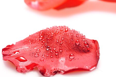 Red rose petal with water drops on white.の写真素材