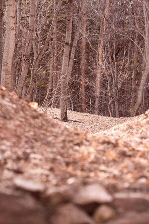 Spooky forest with dry treesの写真素材