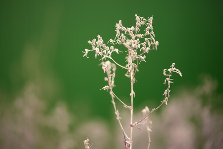 dry old plant on greenの写真素材