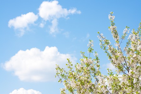 Tree branch with flowers.の写真素材