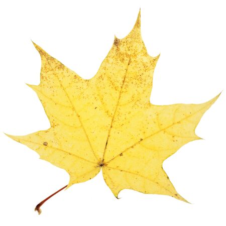  Autumn leaf. Isolated on white background.の写真素材