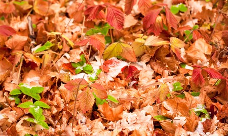 autumn coming, snow covers leavesの写真素材