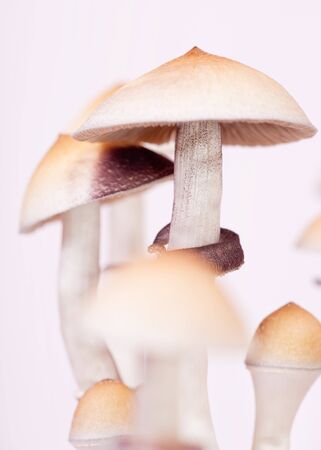 close-up of mushroomsの写真素材