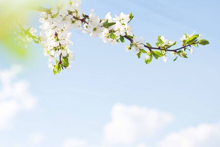 Spring background.
