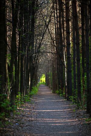 forest path in the eveningの写真素材