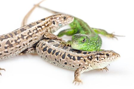 Lizard isolated on white background.の写真素材