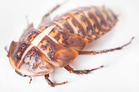 Beetle of white background.の写真素材