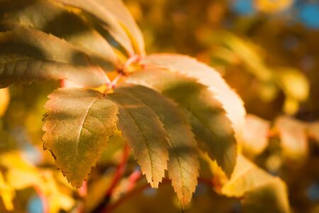 autumn leaves, shallow focusの写真素材