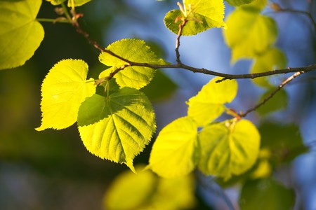 new life background of spring leavesの写真素材