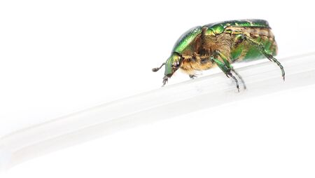 beetle on a white background