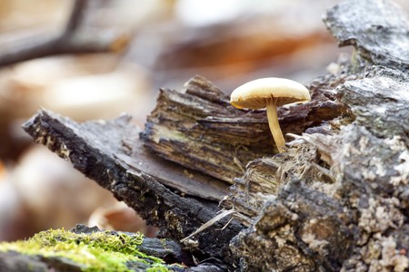 mushroom in the forestmushroom in the forestの写真素材