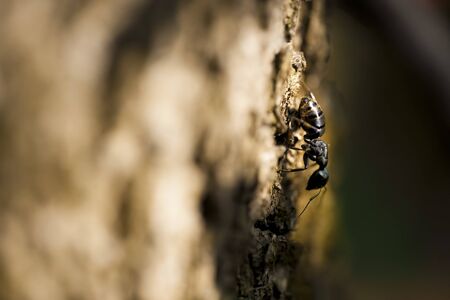Ant running.