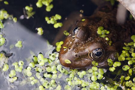 frog in bogの写真素材