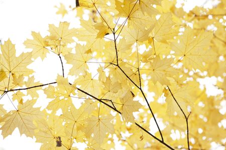 autumn leavesの写真素材
