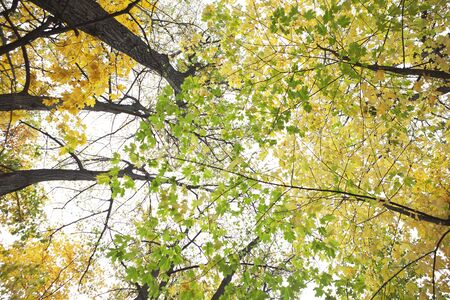 autumn leavesの写真素材