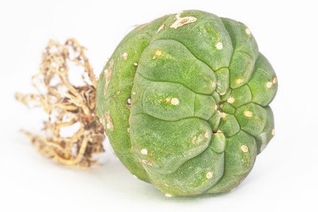 cactus on a white backgroundの写真素材