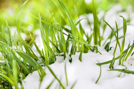 grass under the snowの写真素材