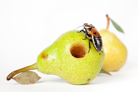 pear with cockroachの写真素材