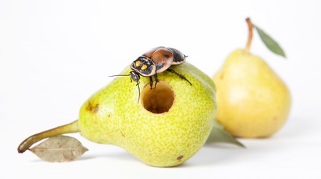pear with cockroachの写真素材