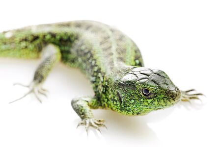 Lizard isolated on white background.の写真素材
