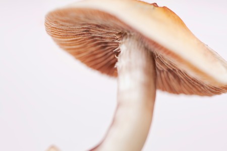 close-up of mushroomsの写真素材