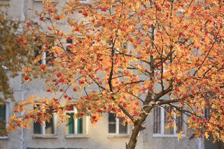 rowan autumn in city sunshineの写真素材