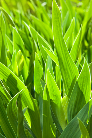 Close-up of fresh spring green grass の写真素材