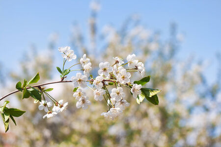 flowerの写真素材