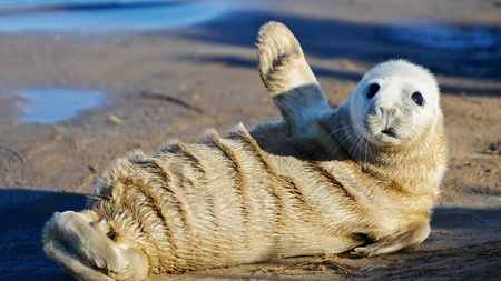 Grey seal wavingの写真素材