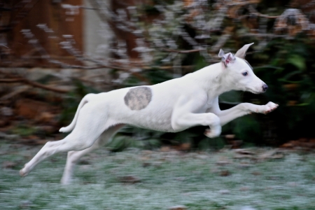 whippet pup runningの写真素材