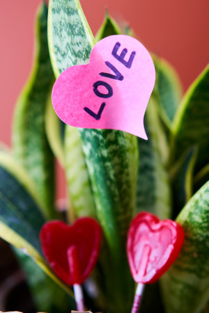 Love heart, lollipops, and plant symbolize affection and sweetness.の写真素材