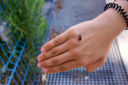 Ladybug on a womans hand.の写真素材