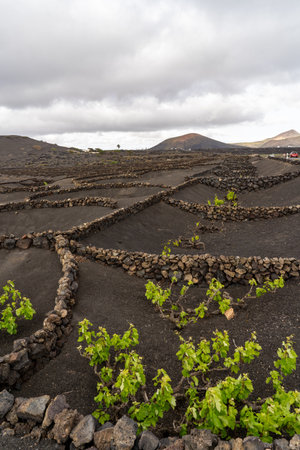 A scenic view of vineyards in Lanzarotes volcanic landscape under a cloudy sky, perfect for travel.の写真素材