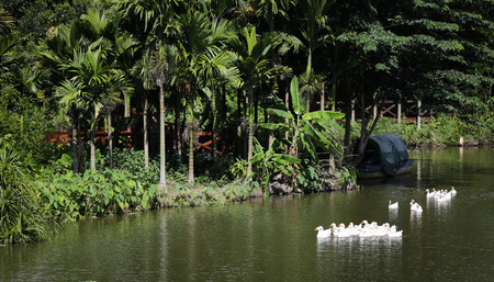 Duck Swimming on Lakeの写真素材