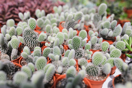 Cactus farm at Cameron Highland Malaysia
