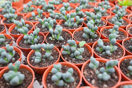 Cactus farm at Cameron Highland Malaysia