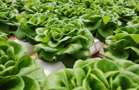 Cabbage Lettuce Farmの写真素材