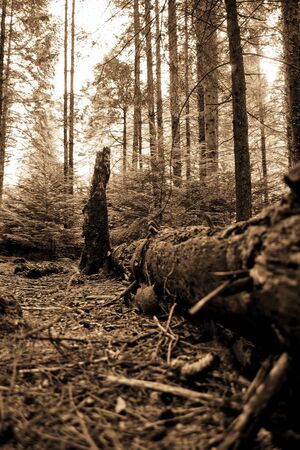 Scotland nature